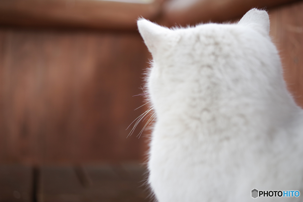 ねこ　その５７１