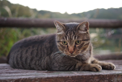 ねこ　その３４４