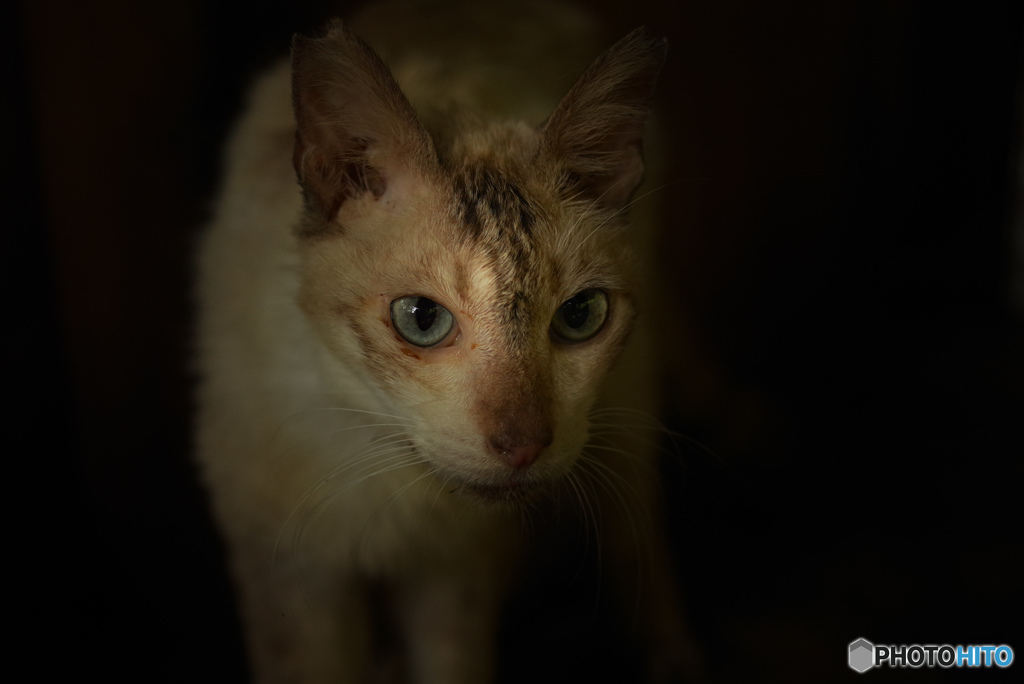 ねこ　その２０４