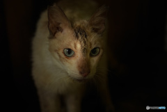 ねこ　その２０４