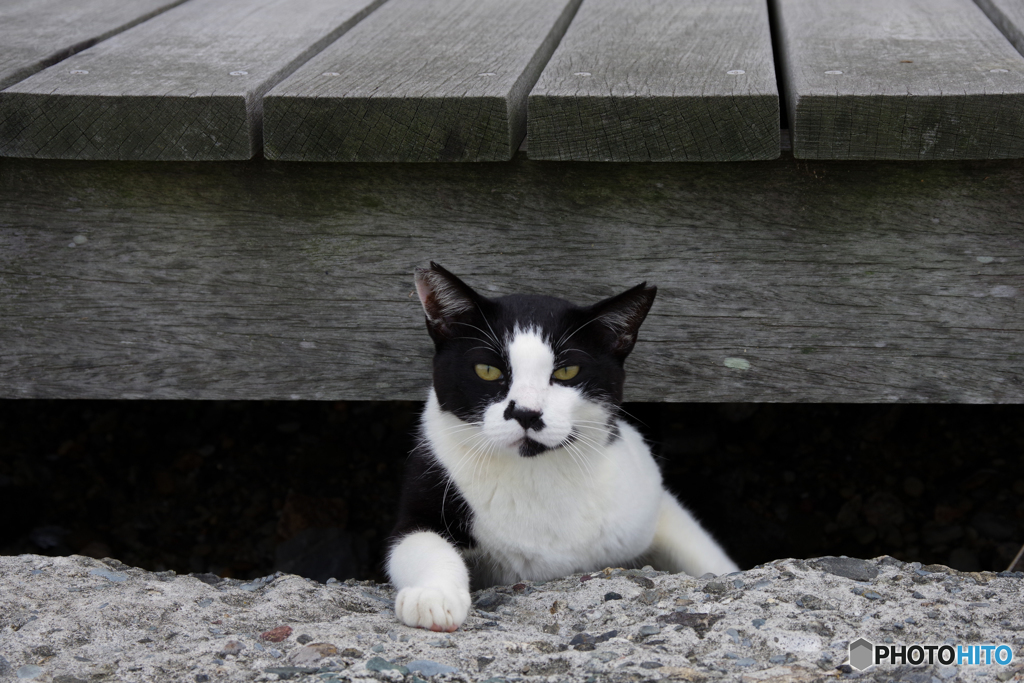 ねこ　その８１２