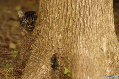 ねこ　その８３３