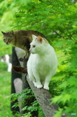 ねこ　その６３