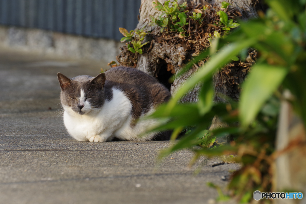 ねこ　その９５０