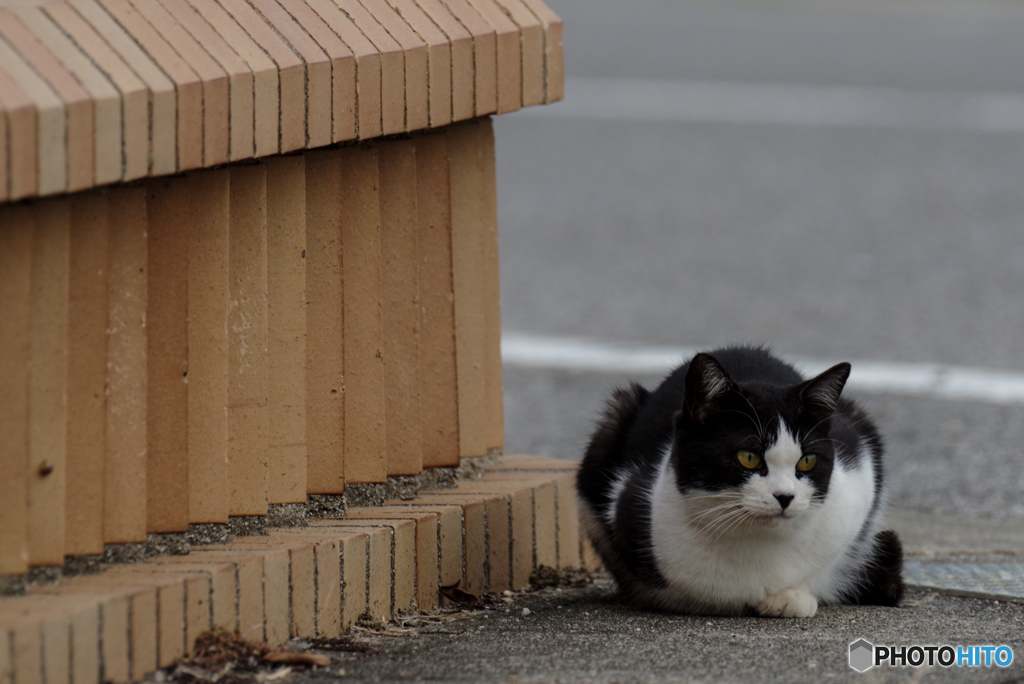 ねこ　その８８５