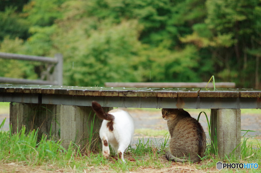 ねこ　その２９９の１