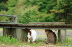 ねこ　その２９９の１