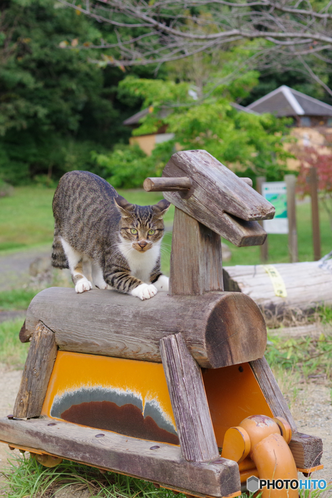 ねこ　その２８５