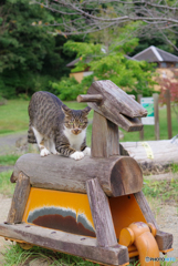 ねこ　その２８５