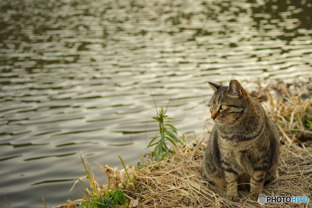 ねこ　その４９９