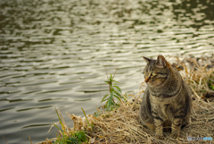 ねこ　その４９９