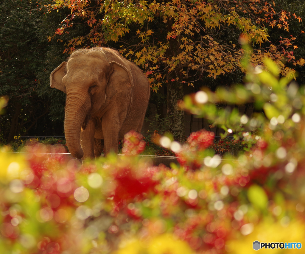 日本の秋、日本のゾウ