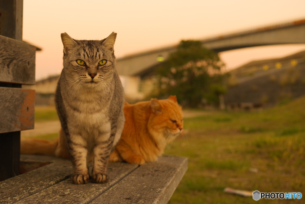 ねこ　その９７６
