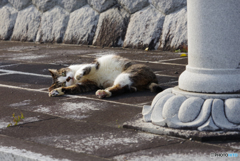 ねこ　その５５６