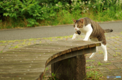 ねこ　その１４２