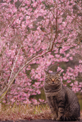 ねこ　その５１７