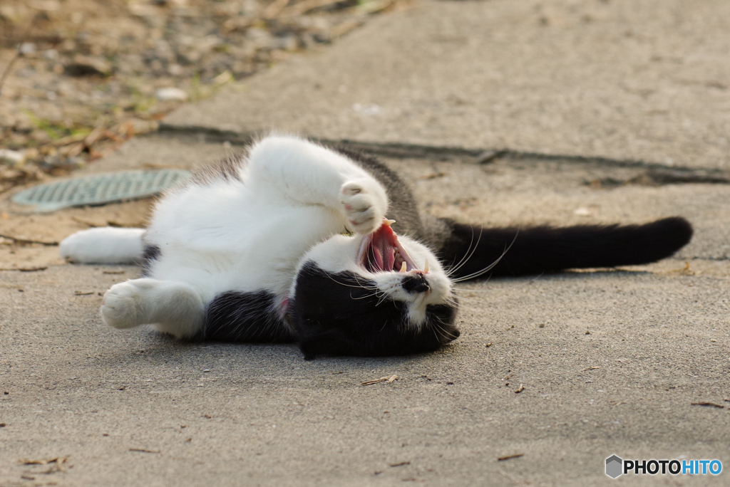 ねこ　その９４９の４