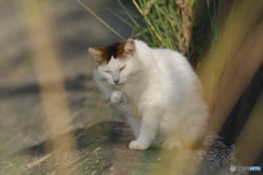 ねこ　その７８７