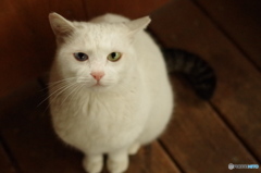 ねこ　その３０