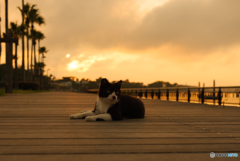 ねこ　その７２３