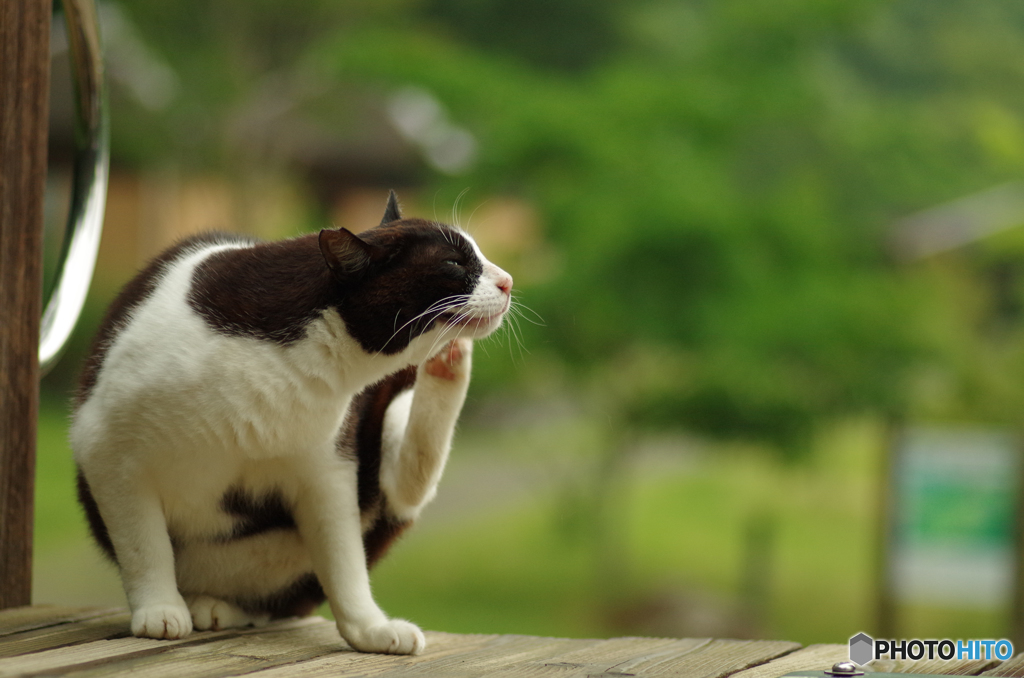 ねこ　その１４０