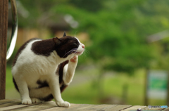 ねこ　その１４０