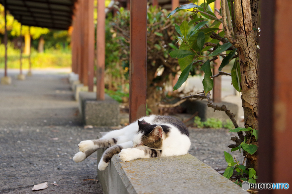 ねこ　その８２４