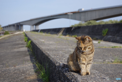 ねこ　その６０６