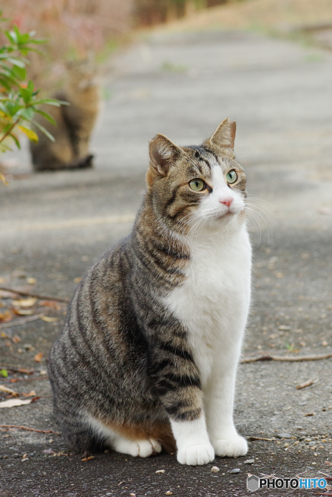 ねこ　その４３０