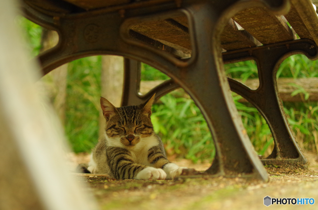 ねこ　その１６１