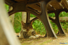 ねこ　その１６１