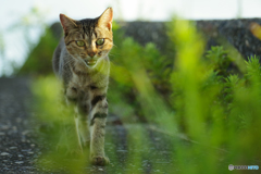 ねこ　その７６５