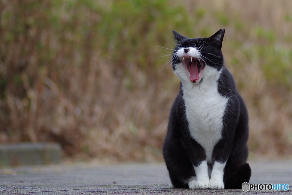 ねこ　その１３