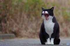 ねこ　その１３