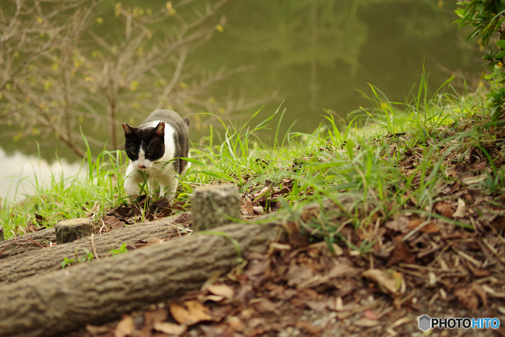 ねこ　その２７１