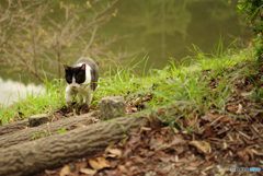 ねこ　その２７１