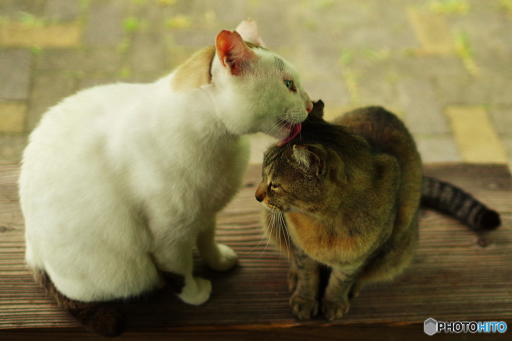 ねこ　その６７