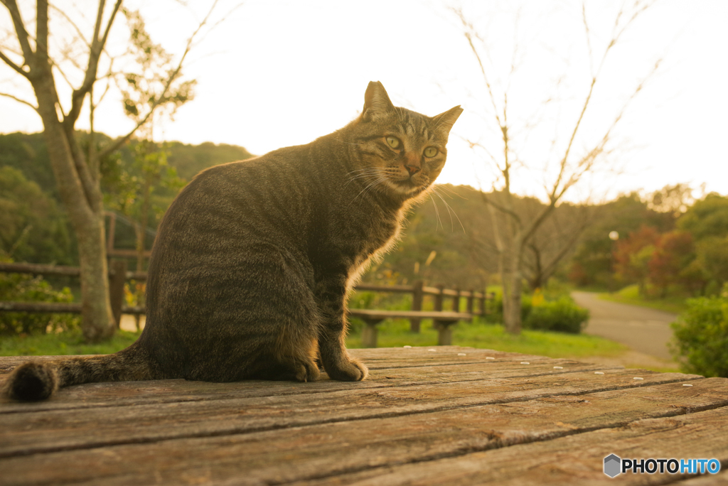 ねこ　その３２０