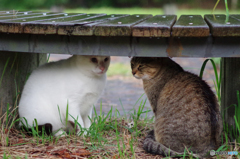 ねこ　その２９９の２