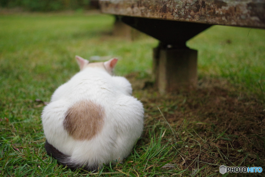 ねこ　その２８１
