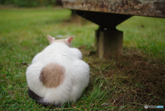 ねこ　その２８１