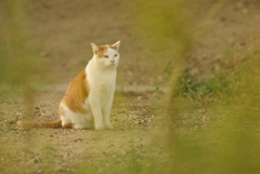 ねこ　その８６１