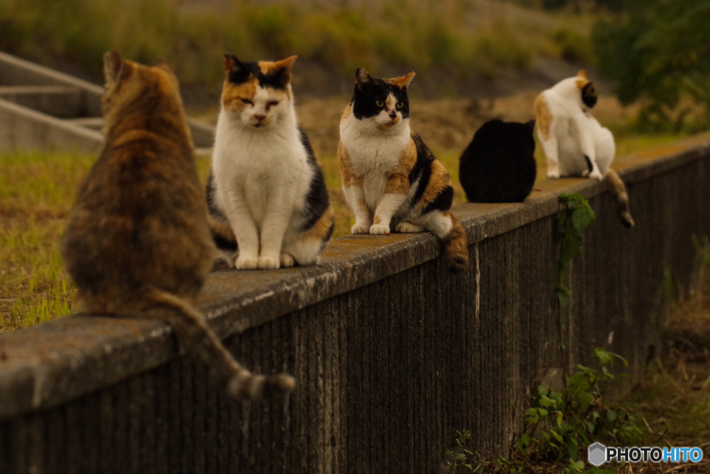 ねこ　その９１４