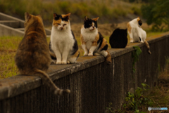 ねこ　その９１４