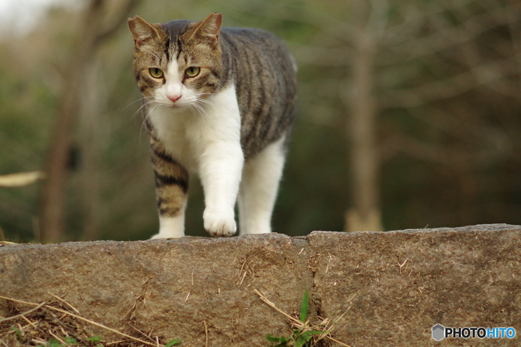 ねこ　その３６