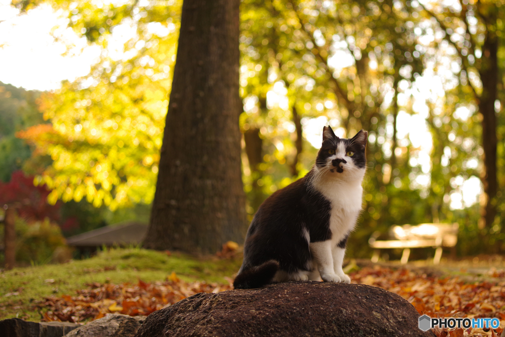 ねこ　その３７０