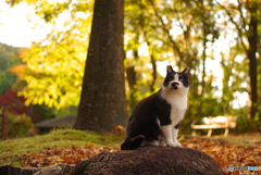 ねこ　その３７０