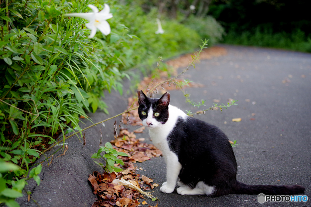 ねこ　その２１２
