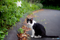 ねこ　その２１２