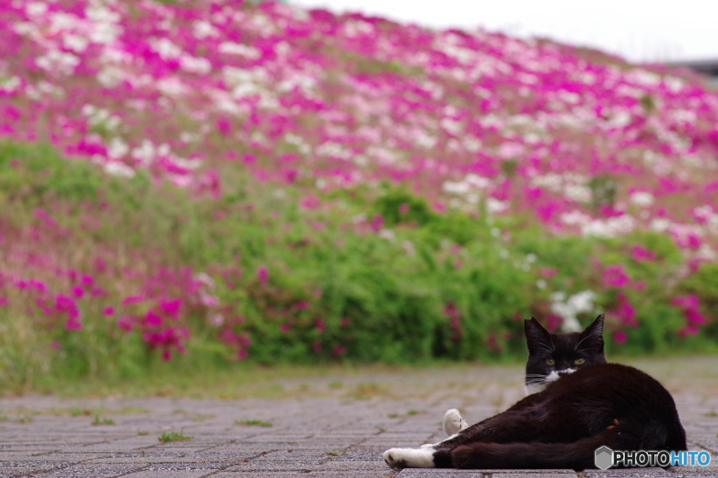 ねこ　その５３